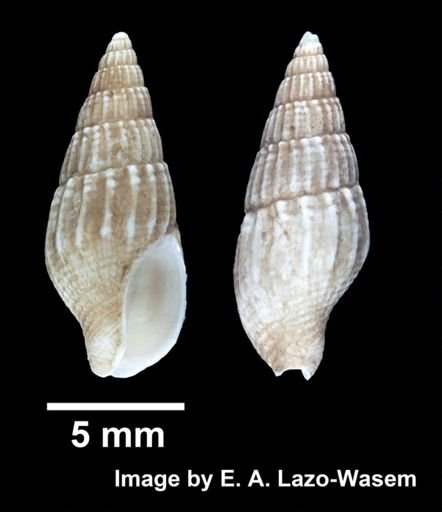 Costoanachis translirata