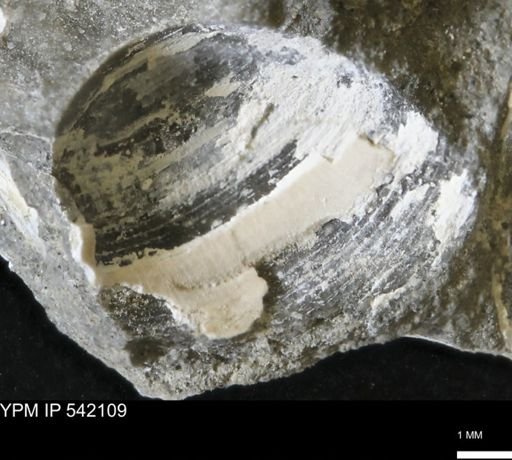 Limopsis striatopunctatus