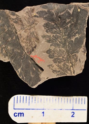 Coniopteris sp.