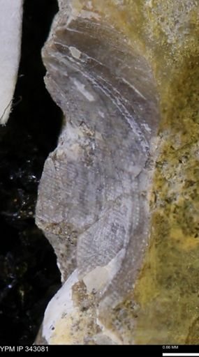 undet. Scaphitidae