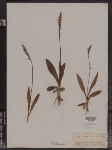 Spiranthes lucida