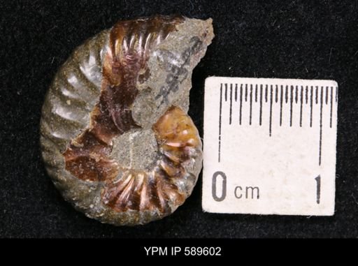Hoploscaphites comprimus