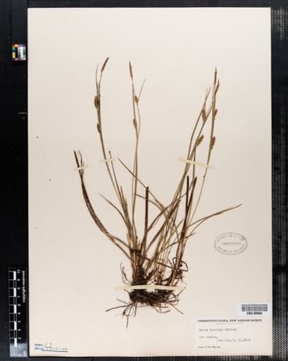 Carex conoidea