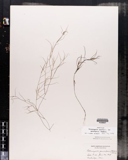 Plantae