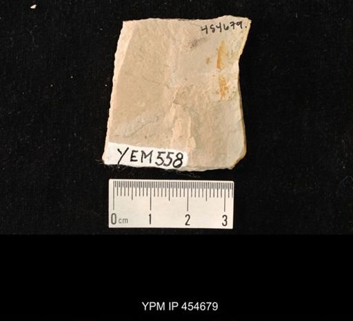undet. Staphylinidae
