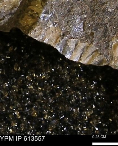 Scaphites sp.