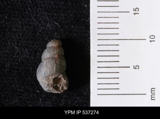 Goniobasis ortmanni