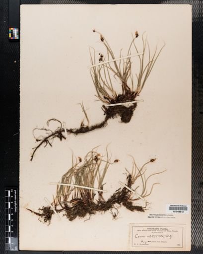 Carex