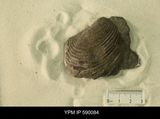 Inoceramus barabini