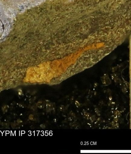 undet. Mollusca