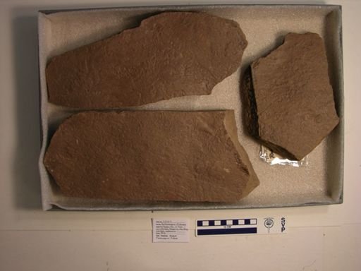 Batrachopus deweyi