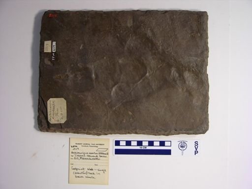 Anchisauripus exsertus