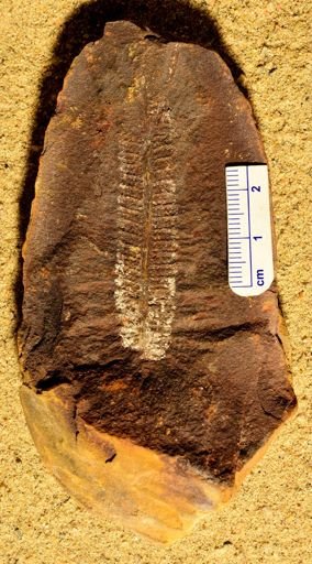 Pecopteris
