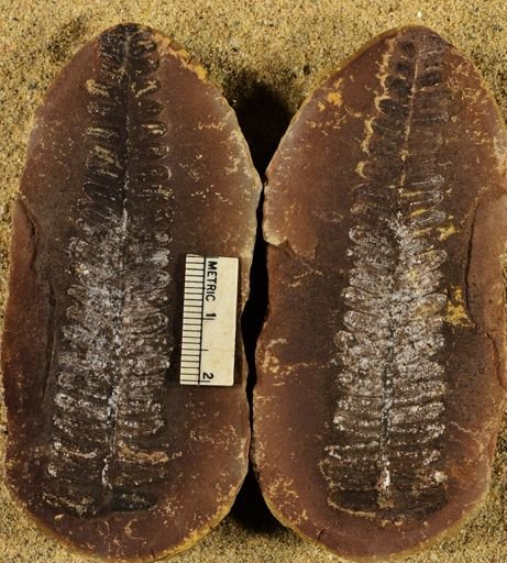 Pecopteris unitus