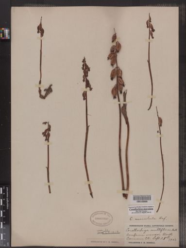 Corallorhiza maculata