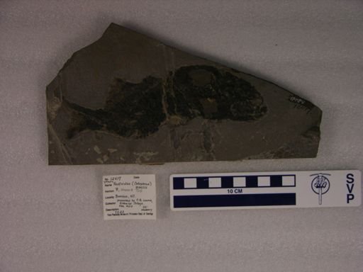 Redfieldius gracilis