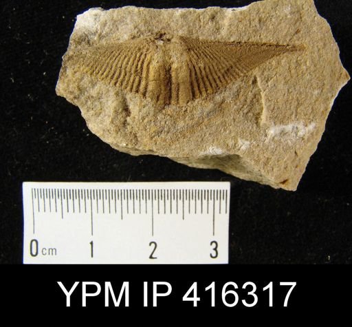 Mucrospirifer sp.