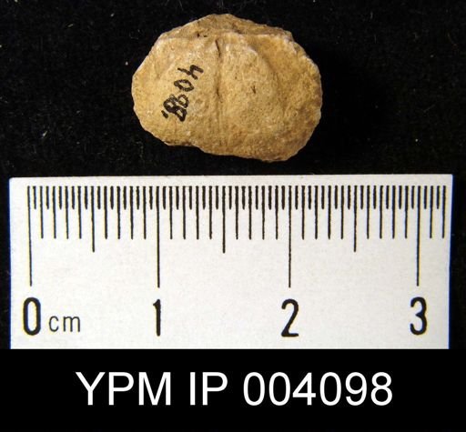 Chonetes glaber