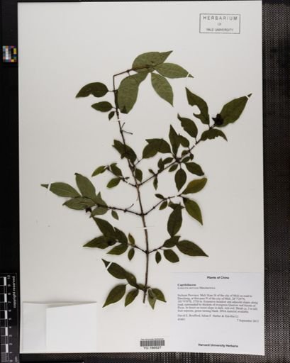 Plantae