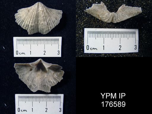 Fasciculatia greenlandicus