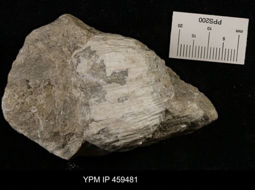 Dictyoclostus portlockianus crassicostatus