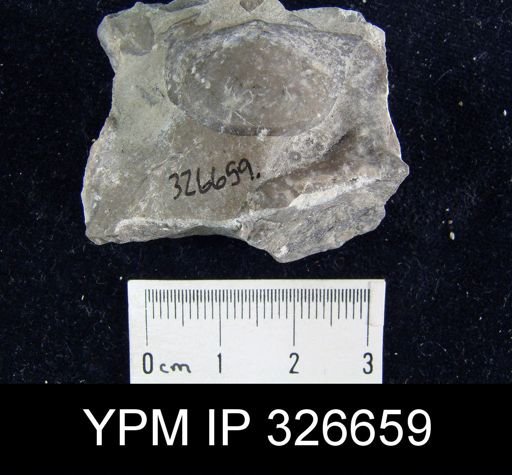 Leptaena nitens