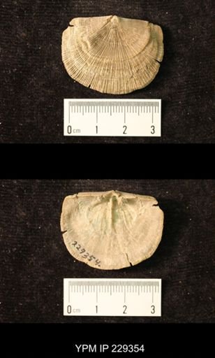 Derbya crassa texana