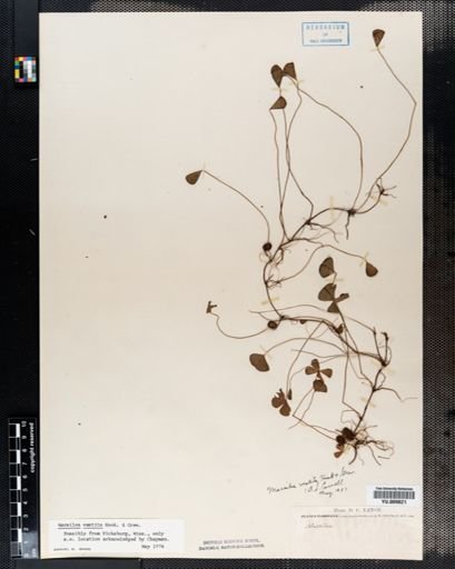 Marsilea