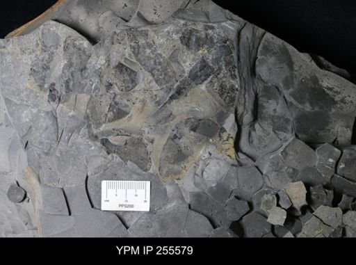 Eurypterida