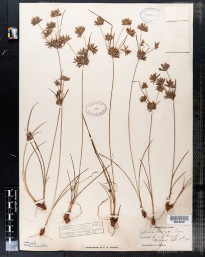 Cyperus grayi