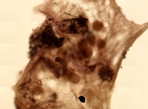 Aplysilla