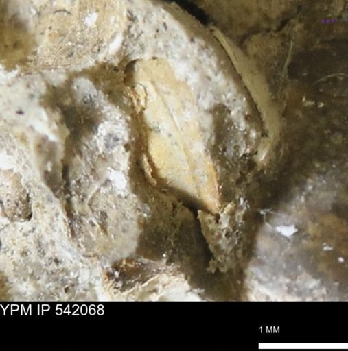 Corbulamella gregaria