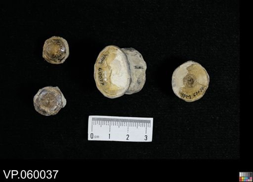 undet. Actinopterygii