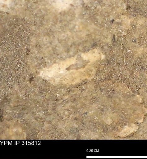 undet. Mollusca