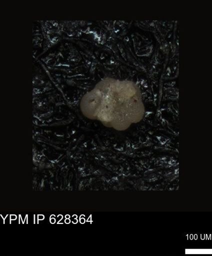 undet. Foraminiferida