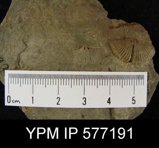 Tylothyris sp.