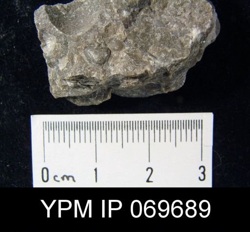 Zygospira recurvirostris aequivalvis