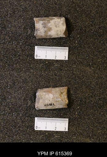 Baculites sp.