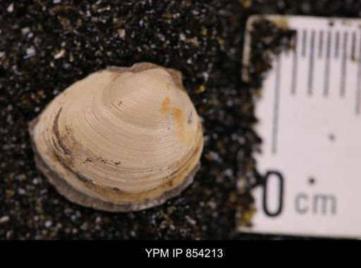 Limopsis striatopunctatus