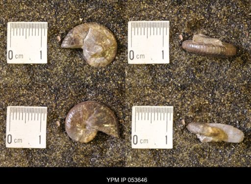 Discoscaphites rossi