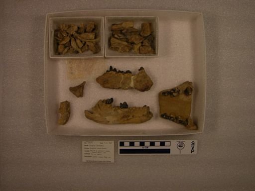 Oxyaena forcipata