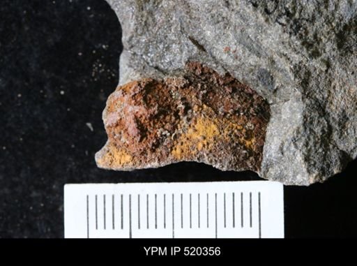 undet. Edrioasteroidea