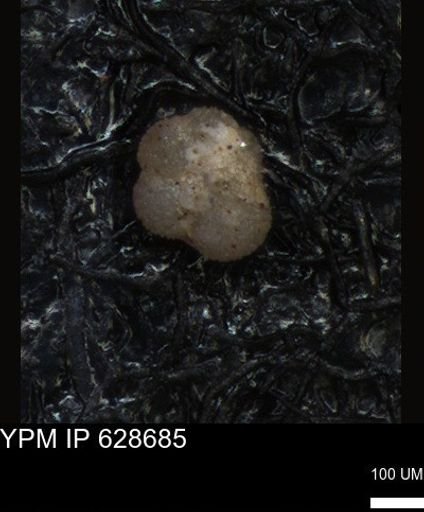 undet. Foraminiferida