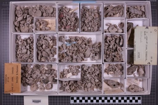 mixed taxa, stratigraphic collection