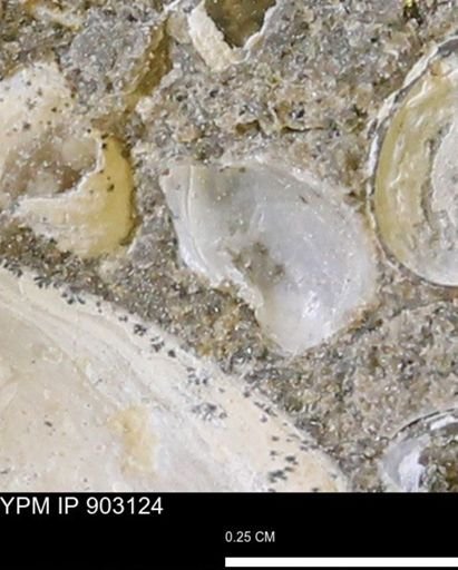 undet. Mollusca