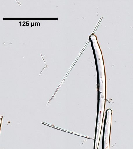 Ophlitaspongia pennata californiana