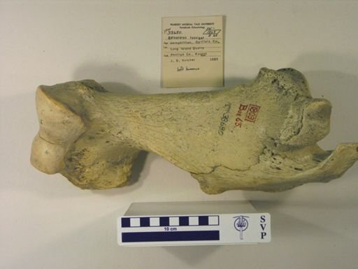 Teleoceras fossiger