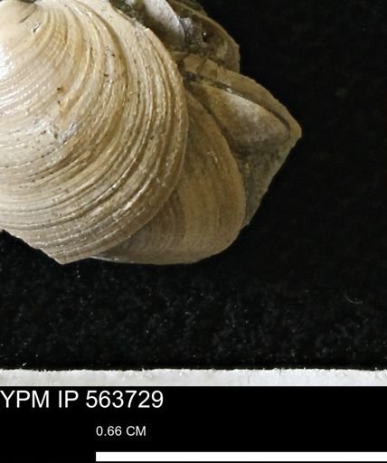 Limopsis striatopunctatus