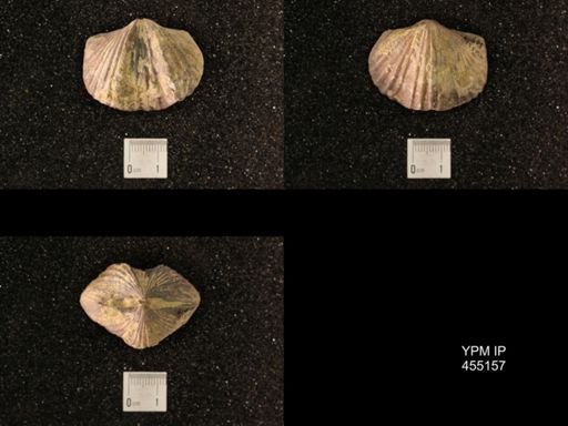Platystrophia ponderosa
