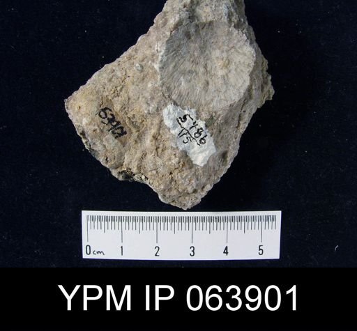 Strophonella roemeri
